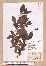 Lindera erythrocarpa Makino 鐵釘樹(紅果釣樟)