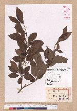 Lindera erythrocarpa Makino 鐵釘樹(紅果釣樟)