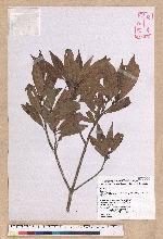 Litsea lii Chang var. nunkao-tahangensis (Liao) Liao 能漢木薑子