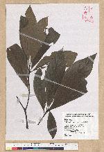 Phoebe formosana (Hayata) Hayata 臺灣雅楠
