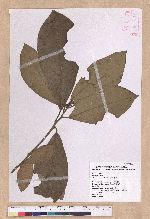 Litsea akoensis Hayata 屏東木薑子