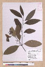 Cinnamomum osmophloeum Kanehira 土肉桂