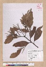 Pasania ternaticupula (Hayata) Schott 三斗石櫟