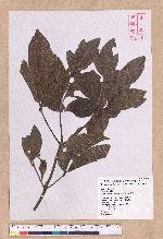 Beilschmiedia erythrophloia Hayata 瓊楠