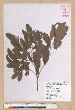 Litsea hypophaea Hayata 小梗木薑子(黃肉樹)