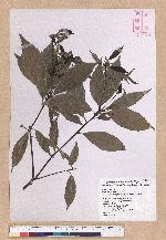 Cyclobalanopsis glauca (Thunb.) Oerst. 青剛櫟
