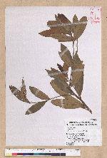 Litsea morrisonensis Hayata 玉山木薑子