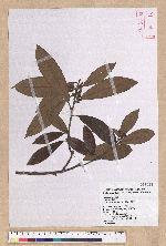 Litsea elongata (Wall. ex Nees) Benth. et Hook. f. var. mushaensis (Hayata) J. C. Liao 霧社木薑子