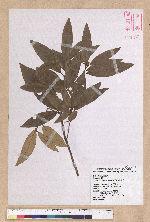 Litsea morrisonensis Hayata 玉山木薑子