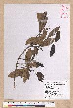 Litsea morrisonensis Hayata 玉山木薑子