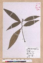 Litsea akoensis Hayata 屏東木薑子
