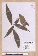 Litsea akoensis Hayata 屏東木薑子
