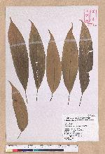 Litsea acuminata (Blume) Kurata 長葉木薑子