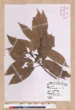Litsea acuminata (Blume) Kurata 長葉木薑子