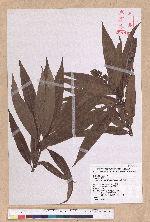 Litsea acuminata (Blume) Kurata 長葉木薑子