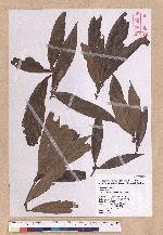 Litsea acutivena Hayata 銳脈木薑子