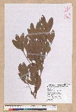 Litsea hypophaea Hayata 小梗木薑子(黃肉樹)