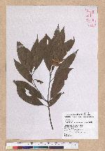 Cyclobalanopsis pachyloma (O. Seem.) Schott. 金斗椆