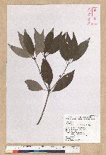 Neolitsea daibuensis Kamikoti 大武新木薑子