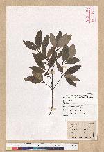 Neolitsea hiiranensis Liu & Liao 南仁山新木薑子
