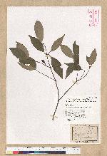 Neolitsea daibuensis Kamikoti 大武新木薑子