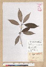 Neolitsea aciculata (Blume) Koidz. 銳葉新木薑子