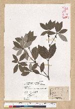 Neolitsea aciculata (Blume) Koidz. 銳葉新木薑子