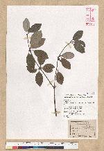 Neolitsea buisanensis Yamamoto & Kamikoti 武威山新木薑子