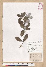 Neolitsea buisanensis Yamamoto & Kamikoti 武威山新木薑子