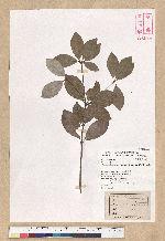 Neolitsea buisanensis Yamamoto & Kamikoti 武威山新木薑子