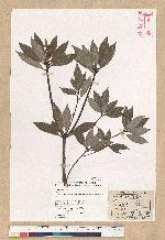 Neolitsea buisanensis Yamamoto & Kamikoti 武威山新木薑子