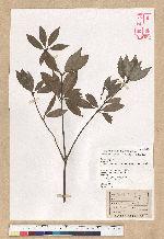 Neolitsea buisanensis Yamamoto & Kamikoti 武威山新木薑子