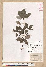 Neolitsea buisanensis Yamamoto & Kamikoti 武威山新木薑子