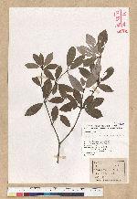 Neolitsea buisanensis Yamamoto & Kamikoti 武威山新木薑子