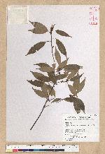 Neolitsea acuminatissima (Hayata) Kanehira et Sasaki 高山新木薑子