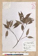 Neolitsea acuminatissima (Hayata) Kanehira et Sasaki 高山新木薑子