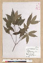 Neolitsea daibuensis Kamikoti 大武新木薑子
