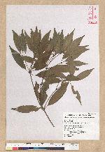 Neolitsea daibuensis Kamikoti 大武新木薑子