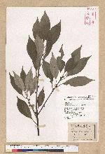 Neolitsea daibuensis Kamikoti 大武新木薑子