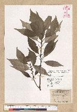 Neolitsea daibuensis Kamikoti 大武新木薑子