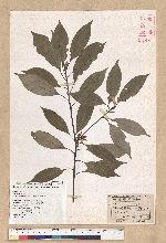 Neolitsea sericea (Blume) Koidz. 白新木薑子