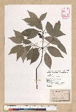 Neolitsea sericea (Blume) Koidz. 白新木薑子