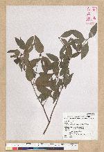 Neolitsea daibuensis Kamikoti 大武新木薑子