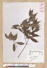 Neolitsea acuminatissima (Hayata) Kanehira et Sasaki 高山新木薑子
