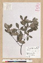 Neolitsea buisanensis Yamamoto & Kamikoti 武威山新木薑子
