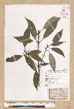 Neolitsea sericea (Blume) Koidz. 白新木薑子