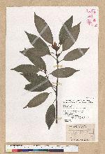 Neolitsea sericea (Blume) Koidz. 白新木薑子