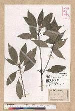 Neolitsea sericea (Blume) Koidz. 白新木薑子