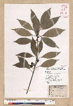 Neolitsea sericea (Blume) Koidz. 白新木薑子