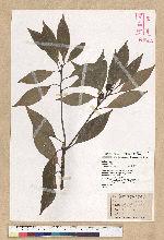 Neolitsea sericea (Blume) Koidz. 白新木薑子